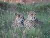 Pumba Msenge Bush Lodge - Wildlife